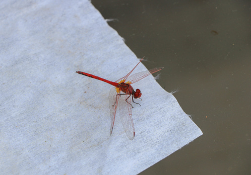 a red dragonfly sitting on top of a piece of paper