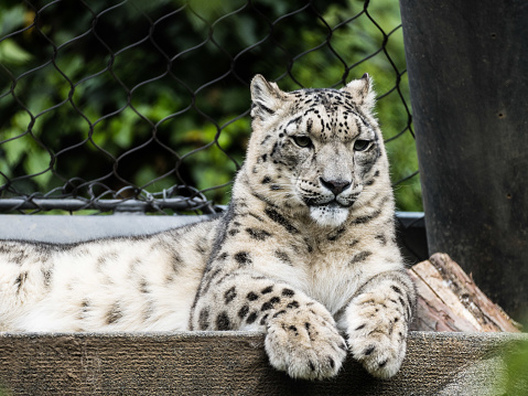 Black and white image of a leopard staring