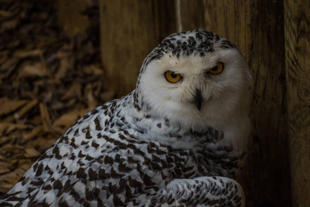 eule - owl snowy owl snow isolated stock-fotos und bilder