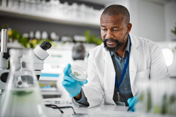 istock Man, stress or anxiety and laboratory sample, petri dish fail or leaf engineering mistake in medical research or food growth. Biologist, scientist or worker and science glass in plant pharma crisis 1488859169