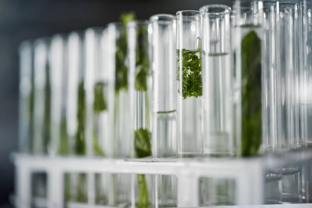 istock Plant science, test tubes and laboratory for research, analysis or floral experiment. Agriculture, growth and green leaf, plants or herbs soaked in chemical liquid or water vial for botany in lab. 1488859652