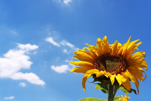 Yellow sunflower and sky at the background with whit clouds