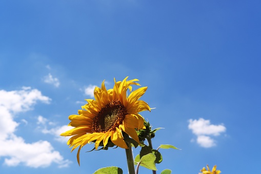 Yellow sunflower and sky at the background with whit clouds