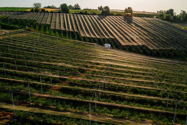 istock Areal image of blueberry farm. 1488860720