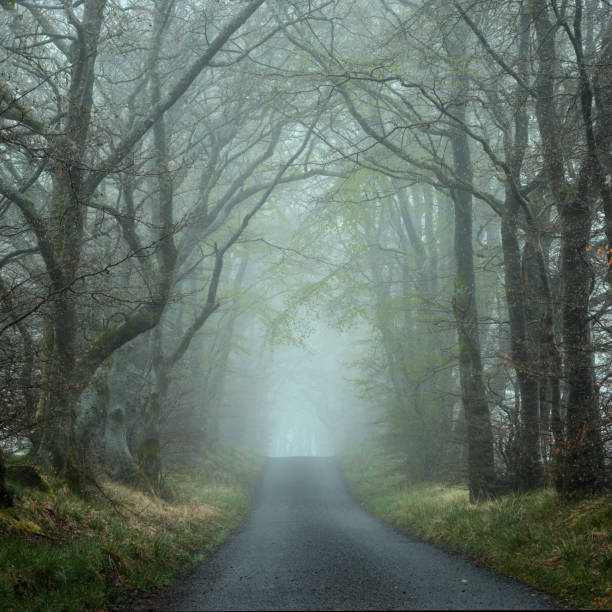 istock An empty road through trees in a strong morning fog 1488862221