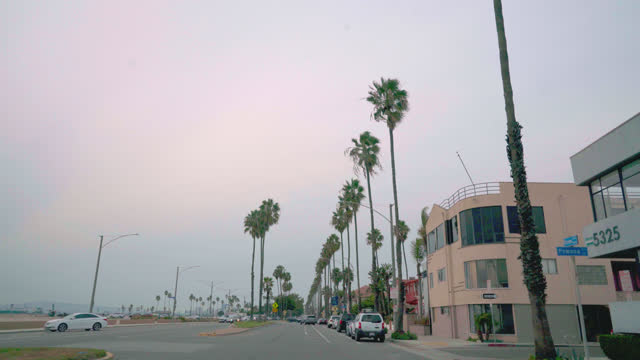 Driving Point of View of Tall Palm Trees along East Ocean Boulevard near Belmont Shore in Long Beach, Los Angeles, California on an Overcast Day