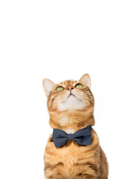istock A cute red cat sits in a bow tie on a white background. 1488864402