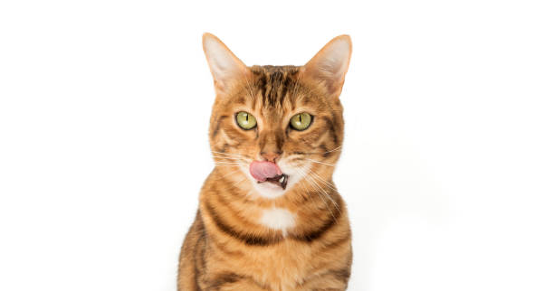 istock Lovely red cat licks his lips. 1488864453