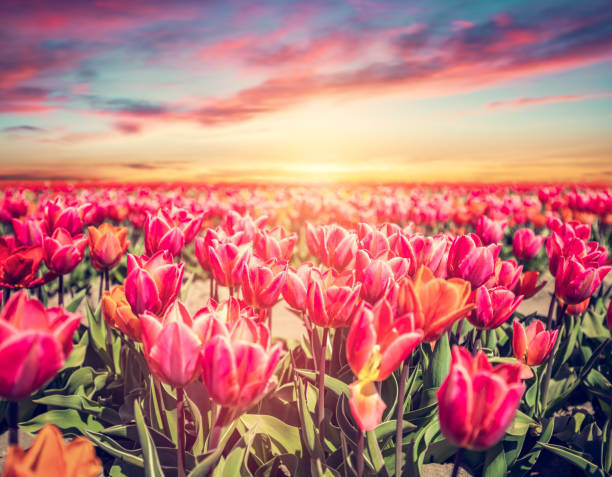 istock Tulip flowers field at sunset in spring 1488864488