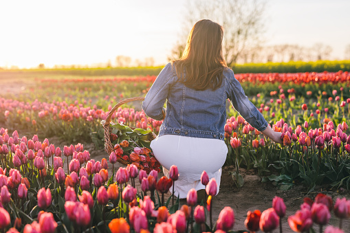 Woman picking flowers on tulip field in spring. Sunset light