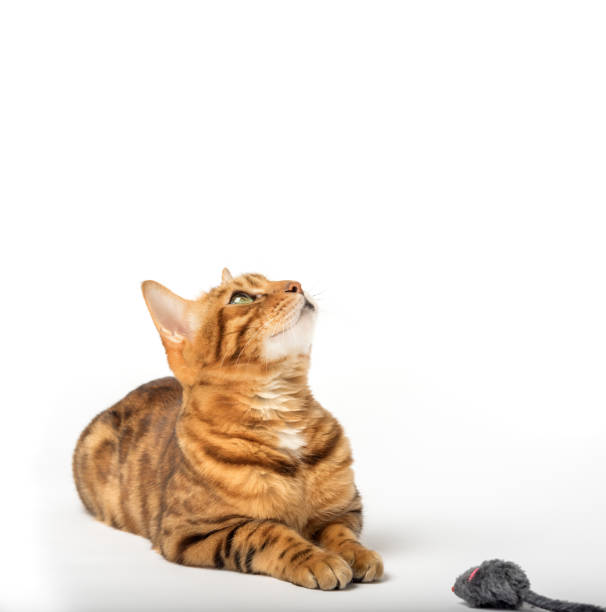 istock Red domestic cat plays with a toy mouse 1488864678