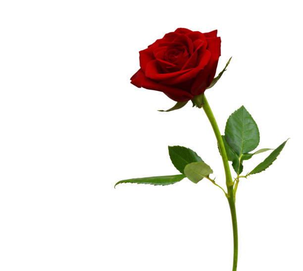 istock Colorful rose isolated on white background 1488864836