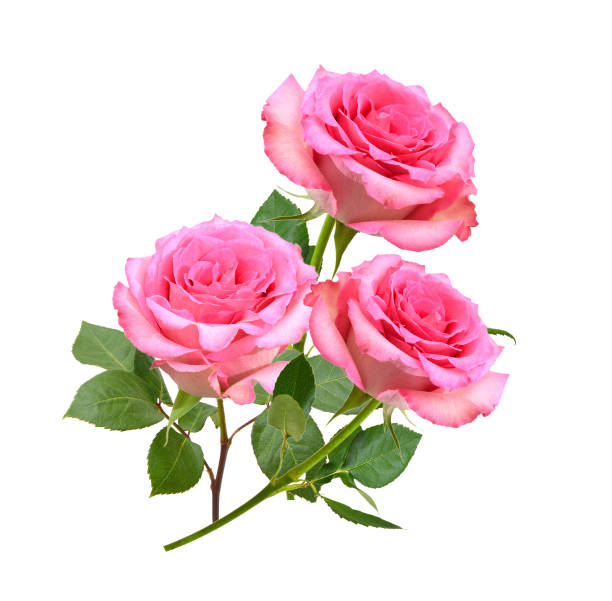 istock Colorful rose isolated on white background 1488864855