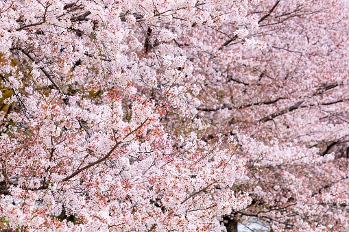 A close up of a tree with pink cherry blossom flowers