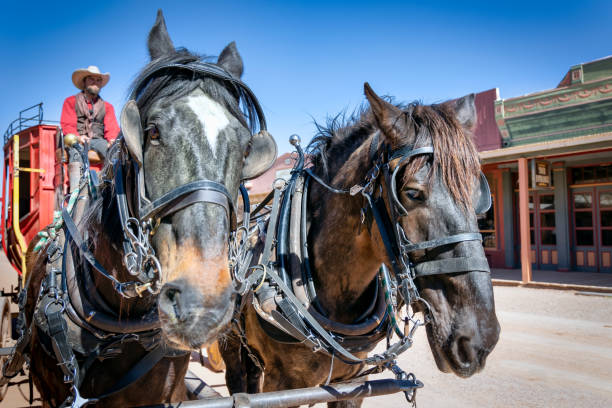 Tombstone, Arizona, USA - March 27, 2023: Two carriage horses, used to pull a carriage, in the historic downtown district.