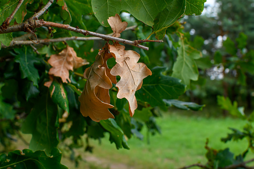 Withered dry oak leaves on the tree