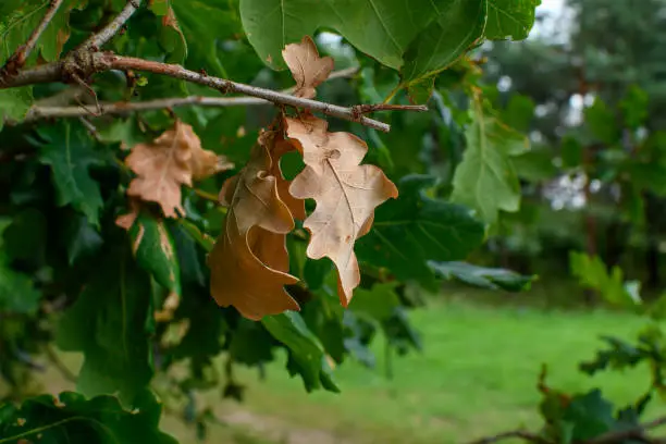 Photo of Withered dry oak leaves on the tree