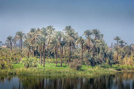 Palm trees along the river Nile on a sunny day