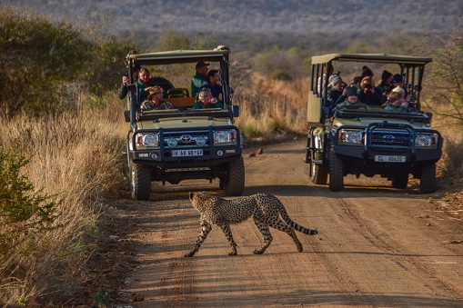 Johannesburg, South Africa – July 19, 2022: A cheetah crossing the road with groups of tourists enjoying the wildlife and animals from the jeeps