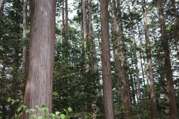 istock Satoyama landscape, orderly and well-maintained cypress forest 1488870618