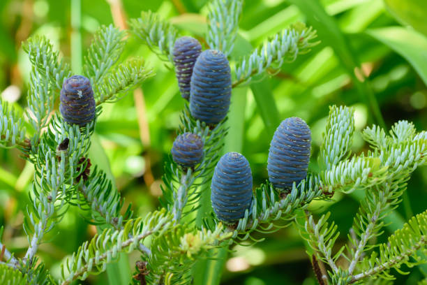 красивые голубые шишки корейской сибирской пихты среди зеленой хвои - noble fir стоковые фото и изображения