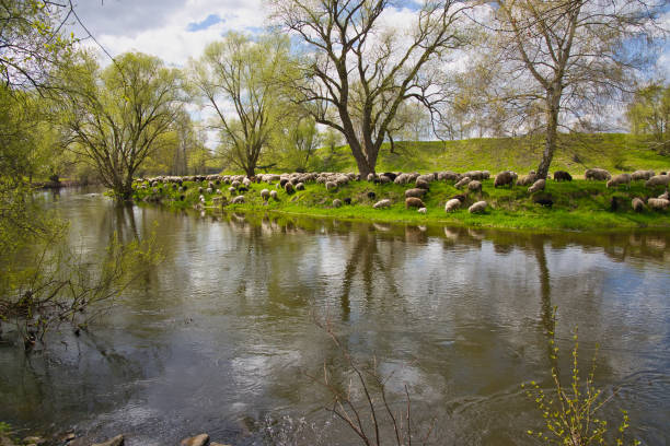 flock of sheep at the river