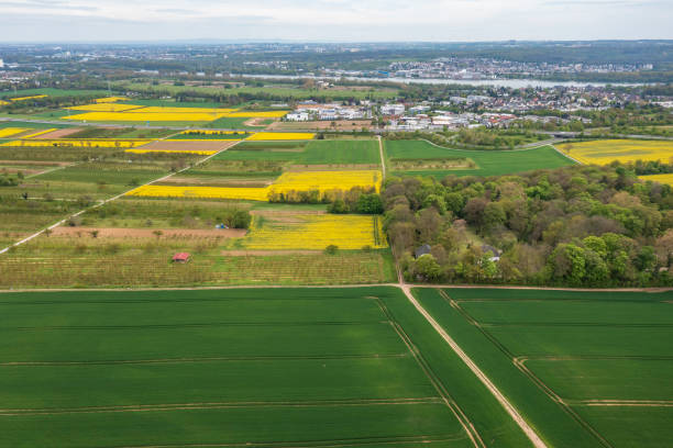 istock Blooming rapeseed fields in the Rheingau/Germany 1488871011