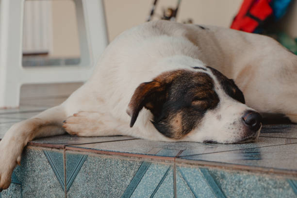 istock sleeping dog lying on the floor 1488871222