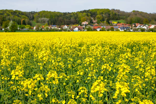 istock Springtime in Europe: A Blooming Rapeseed Field and a Quaint Village 1488871354
