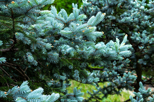 The spruce of picea pungens is beautiful with a greenish silver color.