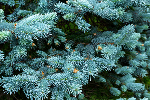 istock Beautiful spruce of picea pungens in spring. 1488875006