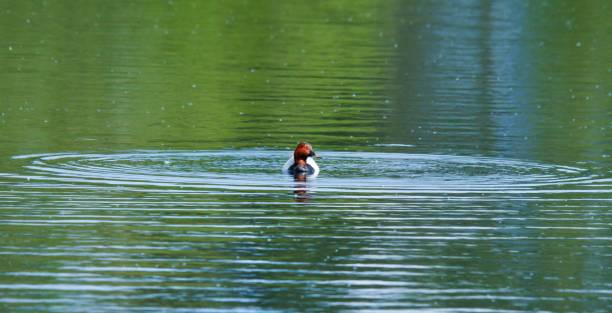 weißer vogel in einem ruhigen gewässer, der konzentrische kreise von wellen erzeugt - stone bird animal autumn stock-fotos und bilder
