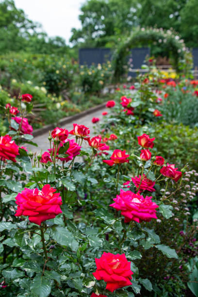 hermoso paisaje de sendero de rosas de jardín. - velvet rose flower thorn fotografías e imágenes de stock