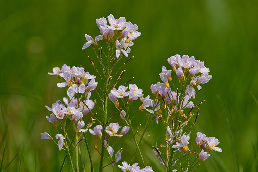 Cardamine pratensis, the cuckoo flower in meadow