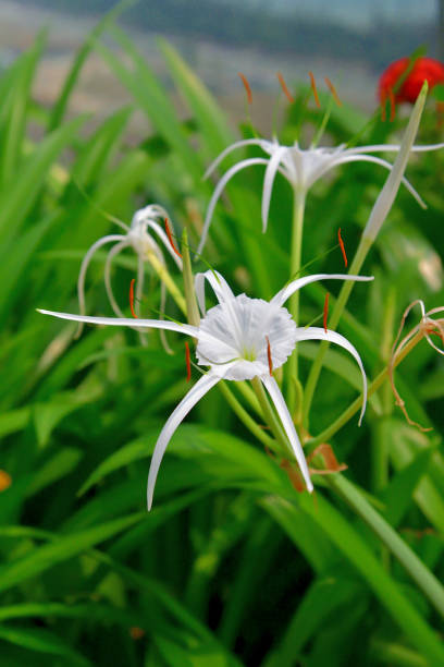 istock Hymenocallis littoralis / Beach Spider lily 1488877569