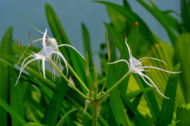 istock Hymenocallis littoralis / Beach Spider lily 1488877661