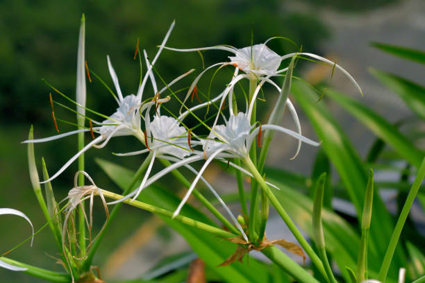 istock Hymenocallis littoralis / Beach Spider lily 1488877670