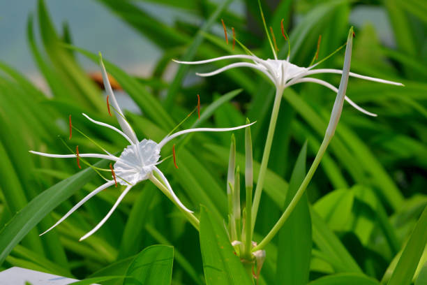 istock Hymenocallis littoralis / Beach Spider lily 1488877703