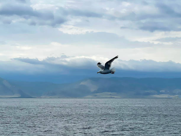 istock Seagull flying in the sky over Lake Baikal 1488878191