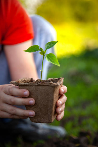 Green Sprout and Children Hands stock photo
