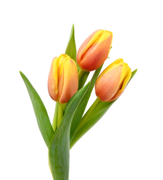 istock Colorful tulips on white background 1488882024