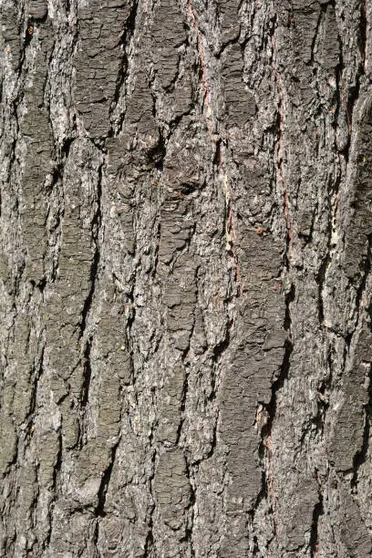 Photo of Eastern white pine