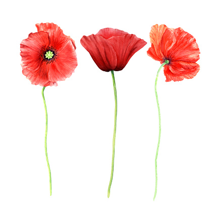 Poppy flowers hand drawn watercolor illustrations isolated on white background. For greeting card, invitation, clip art.