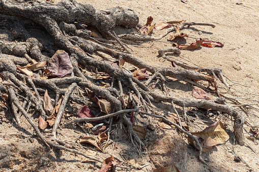 Horizontal image Roots of tree on sand, abstract sunny natural photo. Root of large Ficus, on sea coast full of dry leaves, soft focus,copy space, vacation concept.Tree roots tangle around each other