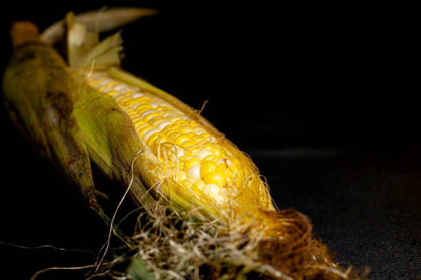 FRESH YELLOW CORN ON THE COB