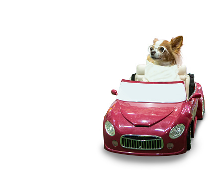 Cute dog driving red car on white background.
