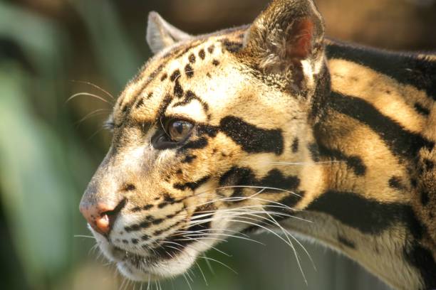 istock Closeup of a leopard's face on a sunny day 1488885239
