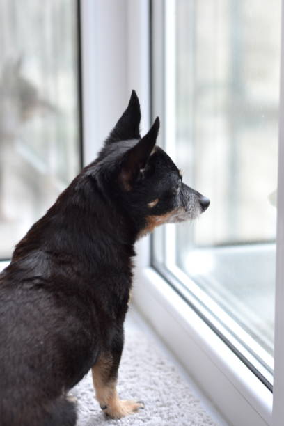 istock A black dog sits and looks out the window 1488887058