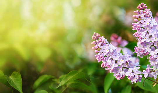 Spring background. Lilac branches on a green bokeh background. Sunny day. Nature.