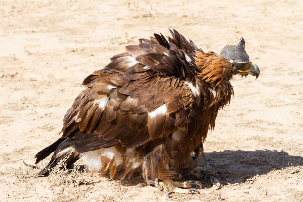 águia dourada senta-se antes de caçar na estepe, quirguistão. - gola alta - fotografias e filmes do acervo